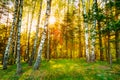 Sunshine Sunset Sunrise In Beautiful Birch Forest In Summer Seas