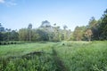 Sunshine on Suoi Tia near Ho Tuyen Lam lake, Da Lat city, Vietnam