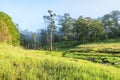 Sunshine on Suoi Tia near Ho Tuyen Lam lake, Da Lat city, Vietnam Royalty Free Stock Photo