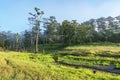 Sunshine on Suoi Tia near Ho Tuyen Lam lake, Da Lat city, Vietnam