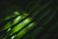 Sunshine on the sword fern Nephrolepis exaltatain the garden Royalty Free Stock Photo