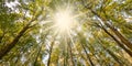 Sunshine through tall deciduous trees in Belgium. Royalty Free Stock Photo