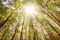 Sunshine through the tall trees of a deciduous forest on a beautiful fall day in Belgium. Royalty Free Stock Photo