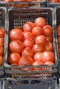 Sunshine tomatoes Royalty Free Stock Photo