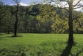 Sunshine, Tree, Meadow