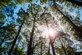 Sunshine through trees in pine tree forest Royalty Free Stock Photo