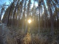 Sunshine trough massive pine tree forest Royalty Free Stock Photo