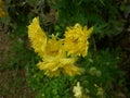 Sunshine yellow flowers