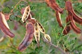 Sunshine Wattle, Acacia terminalis, seed pods Royalty Free Stock Photo