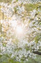 sunshine and white blossoming flowers of a tree Royalty Free Stock Photo