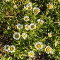 Sunshine wild daisies look down