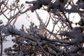 The Sunshine Through Wintersweet Flower Royalty Free Stock Photo