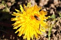 Sunshine yellow dandelion or the mother and stepmother of the spring are pollinated by insects Royalty Free Stock Photo