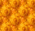 Sunshine Yellow Floral Pattern Background Bright Marigold Texture Royalty Free Stock Photo