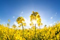 Sunshine on yellow rapeseed oil flower field Royalty Free Stock Photo