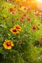 Sunshine and Zinnia elegans Jacq Royalty Free Stock Photo