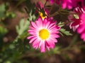 Sunshines on single Pink Chrysanthemum