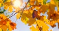Sunshines through yellow leaves in autumn close-up