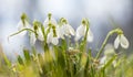 Sunshining day with meadow of snowdrops Royalty Free Stock Photo
