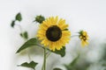 Sunshiny sunflower in sunny day, Bees collects nectar. Light summer background Royalty Free Stock Photo