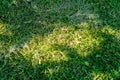 Vibrant green grass with sunspots Royalty Free Stock Photo