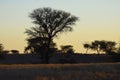Sunst in the Kalahari desert. Royalty Free Stock Photo