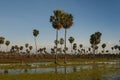 Sunst Palms landscape in La Estrella Marsh,