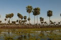 Sunst Palms landscape in La Estrella Marsh, Formosa province, Royalty Free Stock Photo