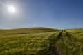 Sunstar at a cornfield Royalty Free Stock Photo