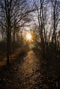 Low winter sun over a bare forest in the flemish countryside Royalty Free Stock Photo