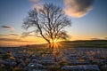 Sunstar at Malham Lings Lone Ash Tree