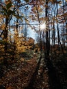 Sunstar Shining Through Fall Foliage in Pocono Mountains Forest