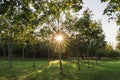 Sunstars shining through rubber tree plantation Royalty Free Stock Photo