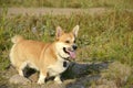 Sunstroke, health of pets in the summer. Corgi pembroke.