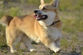 Sunstroke, health of pets in the summer. Corgi pembroke.