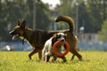 Dogs play with each other. Merry fuss puppies. Young dog education, cynology, intensive training of dogs.