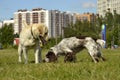 Dogs play with each other. Merry fuss puppies. Young dog education, cynology, intensive training of dogs. Young energetic dog on