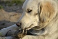 Sunstroke, health of pets in the summer. Labrador retriever.