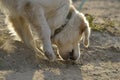 Sunstroke, health of pets in the summer. Labrador retriever.