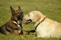 Sunstroke, health of pets in the summer. Labrador. Dogs play with each other. How to protect your dog from overheating.Training of Royalty Free Stock Photo