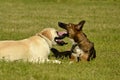 Sunstroke, health of pets in the summer. Labrador. Dogs play with each other. How to protect your dog from overheating.Training of Royalty Free Stock Photo