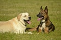 Sunstroke, health of pets in the summer. Labrador. Dogs play with each other. How to protect your dog from overheating.Training of