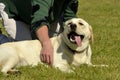 Sunstroke, health of pets in the summer. Labrador. Dogs play with each other. How to protect your dog from overheating.Training of Royalty Free Stock Photo