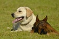 Sunstroke, health of pets in the summer. Labrador. Dogs play with each other. How to protect your dog from overheating.Training of Royalty Free Stock Photo