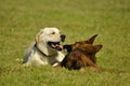 Sunstroke, health of pets in the summer. Labrador. Dogs play with each other. How to protect your dog from overheating.Training of Royalty Free Stock Photo