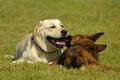 Sunstroke, health of pets in the summer. Labrador. Dogs play with each other. How to protect your dog from overheating.Training of Royalty Free Stock Photo