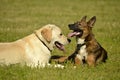 Sunstroke, health of pets in the summer. Labrador. Dogs play with each other. How to protect your dog from overheating.Training of Royalty Free Stock Photo