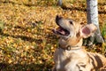 Autumn leaf fall. Labrador. Royalty Free Stock Photo