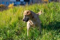 Sunstroke, health of pets in the summer. Labrador.