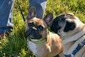 Sunstroke, health of pets in the summer. Young pug-dog and French Bulldog. How to protect your dog from overheating.Training of do